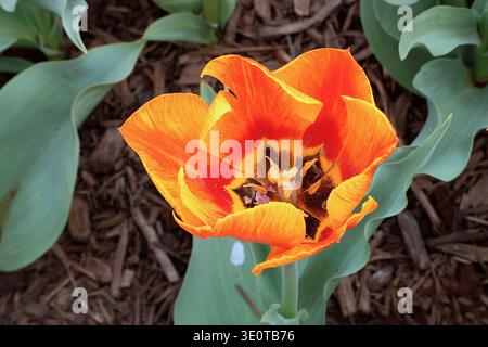 Vista dall'alto primo piano di un tulipano arancione e giallo in piena fioritura, che mostra petali vivaci e centro scuro contro foglie verdi e pacciame da giardino. Foto Stock