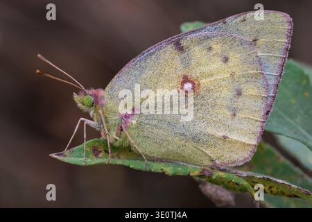 Primo piano di una farfalla di colias zolfo in piedi sulla foglia Foto Stock