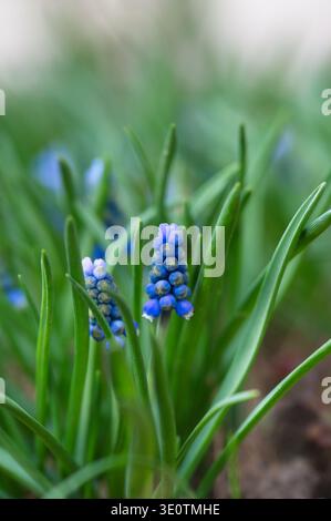 Primo piano dei fiori blu di Giacinto d'uva (Muscari armeniacum) che fioriscono in un giardino in Ungheria, mostrando vivaci petali blu e foglie verdi in primavera Foto Stock
