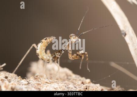 La ninfa egiziana di pregare (Miomantis paykullii), vista frontale, il Cairo, Egitto Foto Stock