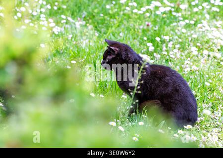 Gatto nero seduto in erba verde con fiori bianchi. Scena di animali all'aperto con sfocatura morbida dello sfondo e spazio di copia. Foto Stock