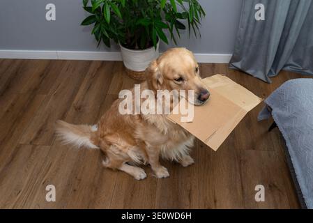 Cane Golden retriever seduto sul pavimento di legno, giocando con il cartone Foto Stock