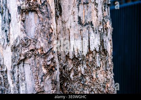 Primo piano dettagliato della corteccia resistente agli agenti atmosferici di un tronco d'albero, che mostra la sua consistenza ruvida, le profonde crepe e un vecchio chiodo incorporato. Sfondo naturale con blu Foto Stock