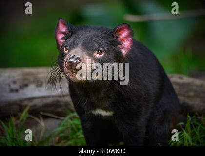 Il Diavolo della Tasmania allo zoo di Los Angeles Foto Stock