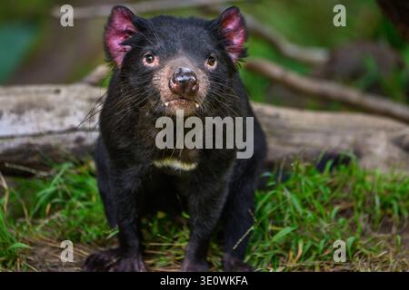 Il Diavolo della Tasmania allo zoo di Los Angeles Foto Stock