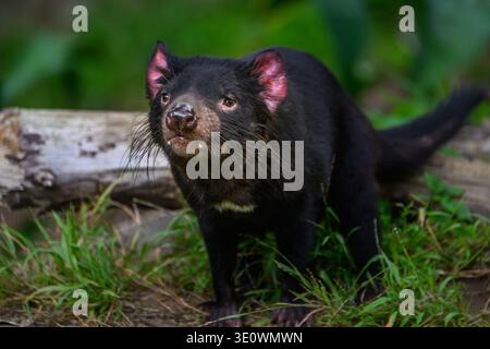 Il Diavolo della Tasmania allo zoo di Los Angeles Foto Stock