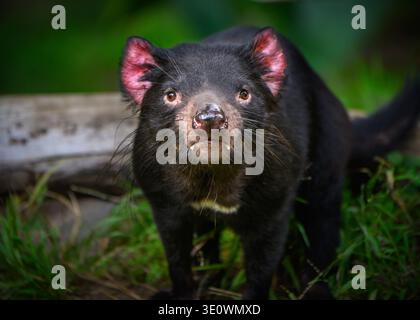 Il Diavolo della Tasmania allo zoo di Los Angeles Foto Stock