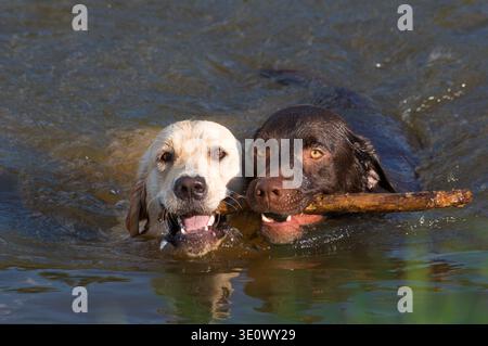 Due cani (Golden retriever e labrador al cioccolato) combattono per un bastone mentre nuotano a Johannesburg, Sudafrica Foto Stock