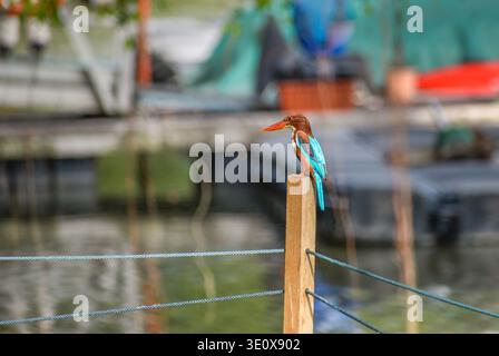 Un kingfisher dalla gola bianca ai Jurong Lake Gardens nella parte occidentale di Singapore. Foto Stock