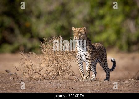 Un maestoso leopardo africano (Panthera pardus) in allerta nell'arido paesaggio di savana di Mashatu, Botswana, alla ricerca di potenziali prede. Foto Stock