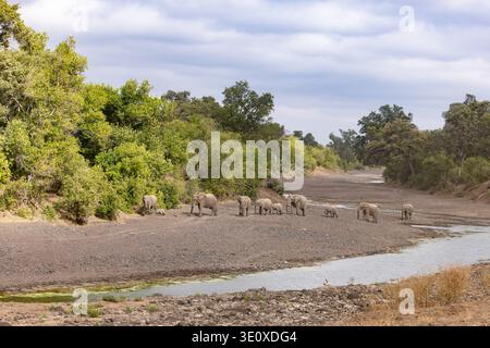 Una grande mandria di elefanti africani (Loxodonta africana), compresi adulti e vitelli che attraversano un ampio letto di sabbia nella riserva di caccia Mashatu, Botswan Foto Stock