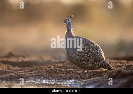 Una guineafowl selvatica (Numida meleagris) che si erge sul terreno asciutto nella luce soffusa del pomeriggio del Bush di Mashatu, Botswana. Foto Stock