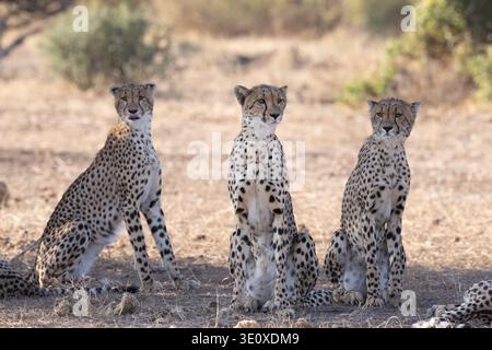 Una coalizione di tre giovani fratelli ghepardi maschi (Acinonyx jubatus) seduti insieme e attenti alla luce dorata del pomeriggio di Mashatu. Foto Stock