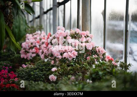 Azalee colorate in fiore all'inizio della primavera. Rododendri rosa in fiore all'interno Foto Stock