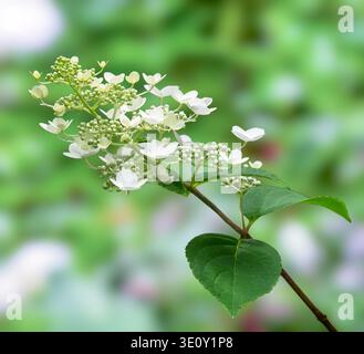 Macro di un fiore di ortensia bianca Foto Stock