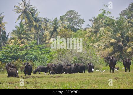 Mandria di bufali d'acqua che pascolano nel paesaggio tropicale dello Sri Lanka Foto Stock