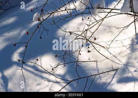 Rami spinosi di rosehip con fianchi rossi vivaci spolverati di neve fresca, creando ombre sorprendenti su un paesaggio invernale incontaminato Foto Stock