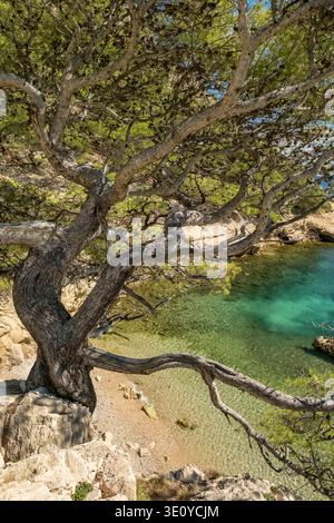 Pino e acqua turchese nella Costa Azzurra delle Calanques Foto Stock