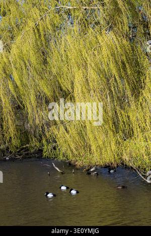 Scaup e il vecchio albero di Weeping Willow, Slimbridge, Gloucestershire. REGNO UNITO Foto Stock
