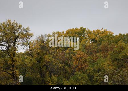 foglie autunnali gialle, arancioni, rosse e marroni che sorvolano verdi sulle cime degli alberi contro cieli folti (grandangolo, stagionale) Foto Stock