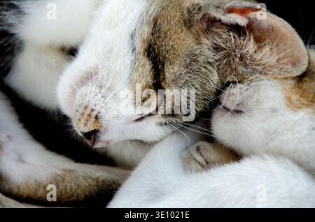 Un'adorabile foto macro dettagliata di due gatti domestici rannicchiati e che dormono tranquillamente in un caldo e accogliente abbraccio. Foto Stock
