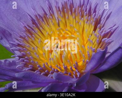 Interno dettagliato di un fiore di loto viola con piccolo insetto Foto Stock