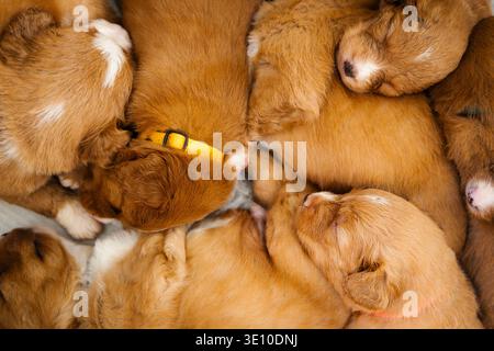 Vista ad angolo alto dei cuccioli di Retriever Tolling della Nova Scotia Duck che dormono insieme. Cucciolata di cani giovani che riposano in pace, allevamento di cani, cura degli animali, Foto Stock