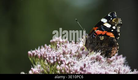 Uno scatto ravvicinato cattura una farfalla ammirale rossa vibrante arroccata graziosamente su un delicato gruppo di fiori rosa, mostrando la bellezza della natura Foto Stock