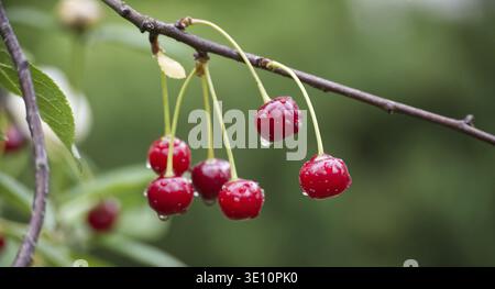 Primo piano di un gruppo di ciliegie rosse mature con goccioline d'acqua, appese da un ramo su uno sfondo verde sfocato Foto Stock