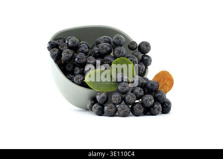 Primo piano di bacche di aronia melanocarpa fresca che fuoriescono da una ciotola grigia con foglie verdi e arancioni isolate su sfondo bianco Foto Stock