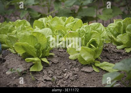 Immagine ravvicinata della lattuga verde fresca che cresce in terreno fertile in un giardino. Verdure sane e biologiche in un ambiente agricolo sostenibile Foto Stock