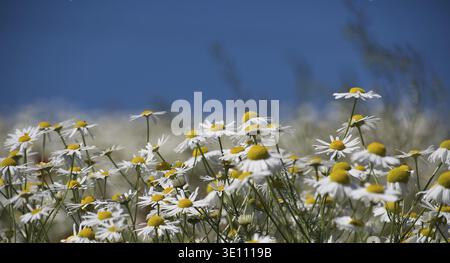 Foto ravvicinata di margherite bianche che sbocciano contro un cielo blu vibrante, catturando l'essenza della primavera e la bellezza della natura Foto Stock
