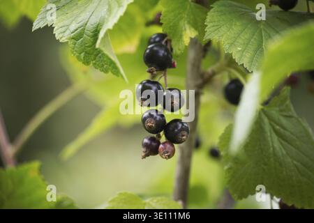 Il ribes nero maturo appeso a un ramo circondato da foglie verdi scure, lo sfondo dietro le foglie e la frutta è sfocato, dando un effetto bokeh Foto Stock