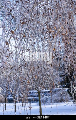 Alberi invernali con rami ricoperti di ghiaccio Foto Stock