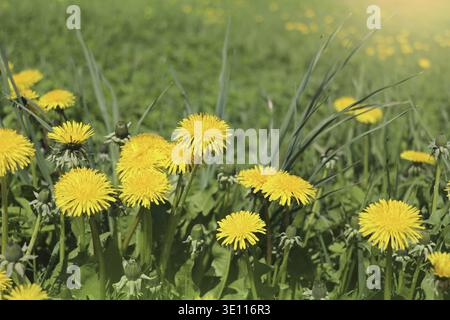 Leoni gialli. Leoni fioriti in primavera sullo sfondo di un prato verde Foto Stock