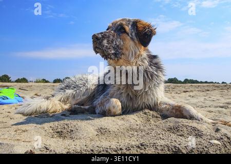 Ritratto di bianco, marrone e nero grande cane di razza a rilassarci in spiaggia Foto Stock