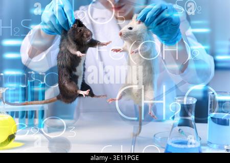 Scienziato con topi a tavola in laboratorio, primo piano. Risultati di formule chimiche e sequenziamento visivo del DNA Foto Stock