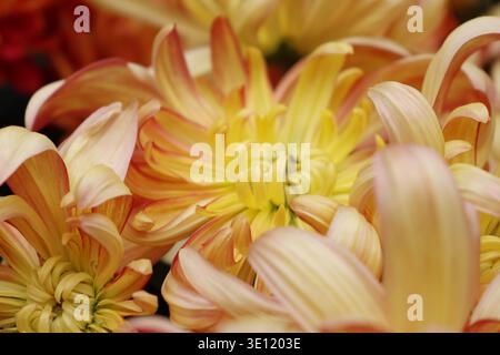 Il Chrysanthemum «River City» è grande, denso, a doppia fioritura con masse di petali incurvi irregolari di pesca e mango con stretti centri gialli Foto Stock