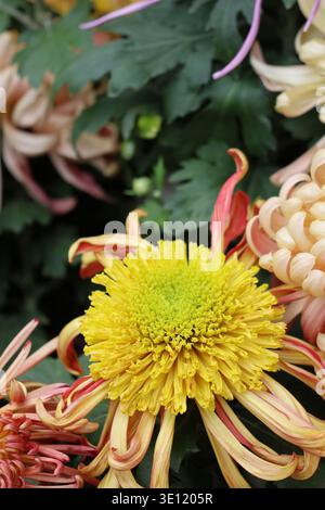 Il Chrysanthemum «River City» è grande, denso, a doppia fioritura, con masse di petali irregolari insorti di centri dorati rosa piccante e brillanti Foto Stock