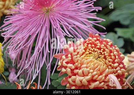 Il Chrysanthemum «River City» è grande, denso, a doppia fioritura, con masse di petali irregolari insorti di centri dorati rosa piccante e brillanti Foto Stock