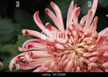 Il Chrysanthemum «River City» è grande, denso, a doppia fioritura, con masse di petali irregolari insorti di centri dorati rosa piccante e brillanti Foto Stock