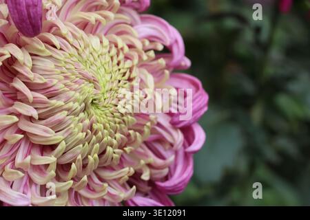 Dal rosa salmone al rosa pallido, l'Allouise rosa come l'incurva fiorisce e ha una forma simile a un globo con una moltitudine di petali curvi verso l'alto Foto Stock