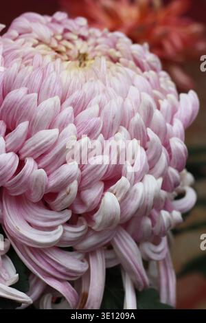 Dal rosa salmone al rosa pallido, l'Allouise rosa come l'incurva fiorisce e ha una forma simile a un globo con una moltitudine di petali curvi verso l'alto Foto Stock