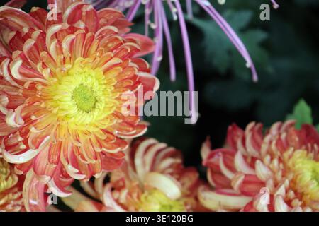 Il Chrysanthemum «River City» è grande, denso, a doppia fioritura con masse di petali incurvi irregolari di pesca e mango con stretti centri gialli Foto Stock