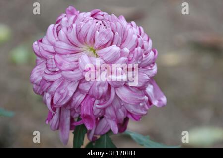 Dal rosa salmone al rosa pallido, l'Allouise rosa come l'incurva fiorisce e ha una forma simile a un globo con una moltitudine di petali curvi verso l'alto Foto Stock