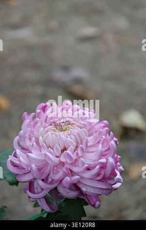 Dal rosa salmone al rosa pallido, l'Allouise rosa come l'incurva fiorisce e ha una forma simile a un globo con una moltitudine di petali curvi verso l'alto Foto Stock