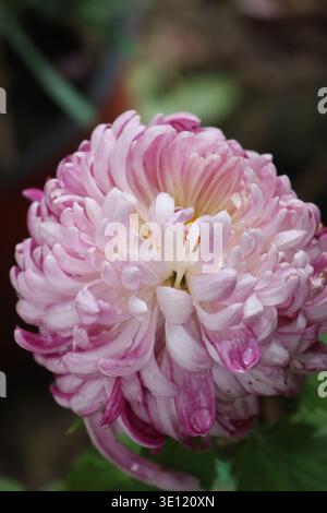 Dal rosa salmone al rosa pallido, l'Allouise rosa come l'incurva fiorisce e ha una forma simile a un globo con una moltitudine di petali curvi verso l'alto Foto Stock