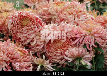Il Chrysanthemum «River City» è grande, denso, a doppia fioritura con masse di petali incurvi irregolari di pesca e mango con stretti centri gialli Foto Stock