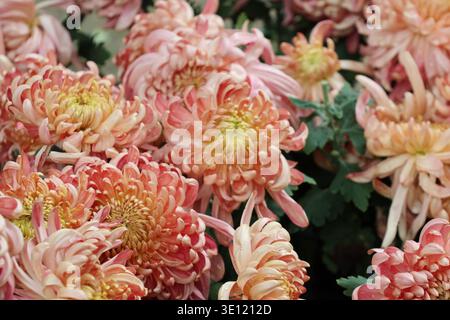 Il Chrysanthemum «River City» è grande, denso, a doppia fioritura con masse di petali incurvi irregolari di pesca e mango con stretti centri gialli Foto Stock