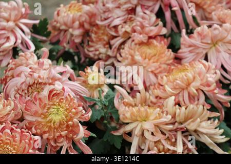 Il Chrysanthemum «River City» è grande, denso, a doppia fioritura con masse di petali incurvi irregolari di pesca e mango con stretti centri gialli Foto Stock